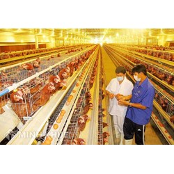 Quy định về xuất khẩu, nhập khẩu giống vật nuôi, sản phẩm giống vật nuôi