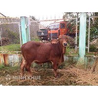 Điều kiện đối với cơ sở khảo nghiệm dòng, giống vật nuôi