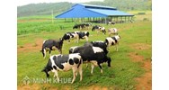 Quy định khoảng cách an toàn trong chăn nuôi trang trại