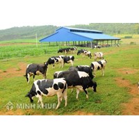Quy định khoảng cách an toàn trong chăn nuôi trang trại