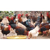 Tổ chức, cá nhân chăn nuôi có cần Giấy chứng nhận đủ điều kiện chăn nuôi không?