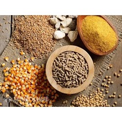 Sản xuất thức ăn chăn nuôi cần điều kiện gì?