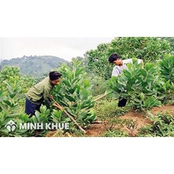 Khi bị thu hồi đất trồng rừng có được bồi thường về đất không?