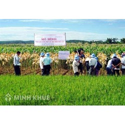 Quy định về dồn điền đổi thửa và vi phạm pháp luật đất đai