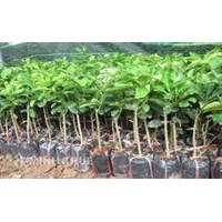 Tư vấn điều kiện để mua bán giống cây trồng ?