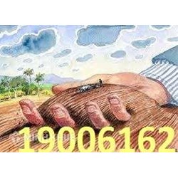 Thi hành án giao đất theo bản án không đúng thực tế?