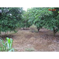  Tư vấn về tranh chấp đất đai khi cho mượn đất, khi ly hôn?