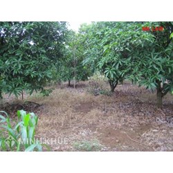  Tư vấn về tranh chấp đất đai khi cho mượn đất, khi ly hôn?