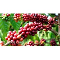 Tìm hiểu về mẫu hợp đồng xuất khẩu cà phê 