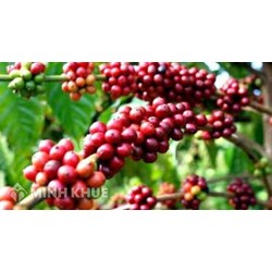 Tìm hiểu về mẫu hợp đồng xuất khẩu cà phê 