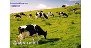 Lập trang trại chăn nuôi có cần nộp thuế hay không ? Chuyển mục đích sử dụng đất sang đất trang trại ?
