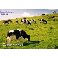 Lập trang trại chăn nuôi có cần nộp thuế hay không ? Chuyển mục đích sử dụng đất sang đất trang trại ?