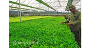 Thủ tục đăng ký nhập khẩu giống cây trồng. 