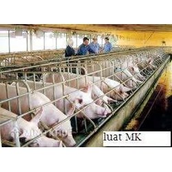 Làm gì khi hàng xóm xả trực tiếp chất thải chăn nuôi gây ô nhiễm môi trường ?
