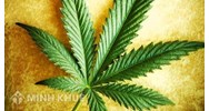 Mua bán hạt giống cây gai dầu có hợp pháp ?