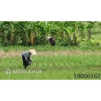 Tư vấn về vấn đề bồi thường thu hồi đất? Đất nông nghiệp bị thu hồi có được đền bù không?