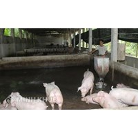 Xử lý hành vi vi phạm quy định về xử lý chất thải chăn nuôi