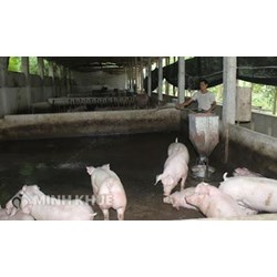 Xử lý hành vi vi phạm quy định về xử lý chất thải chăn nuôi