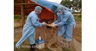 Nội dung chính về phòng, chống dịch bệnh động vật trên cạn theo quy định của pháp luật hiện hành
