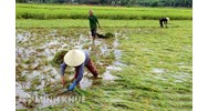 Chính sách hỗ trợ sản xuất nông nghiệp để khôi phục sản xuất vùng bị thiệt hại do thiên tai, dịch bệnh