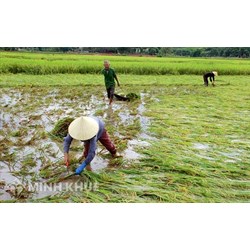 Chính sách hỗ trợ sản xuất nông nghiệp để khôi phục sản xuất vùng bị thiệt hại do thiên tai, dịch bệnh