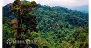 Điều kiện chuyển mục đích sử dụng rừng sang mục đích khác ?