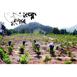 Trồng rừng thay thế khi chuyển mục đích sử dụng rừng sang mục đích khác