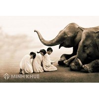 Quyền của loài vật (animal rights) được thể hiện như thế nào?