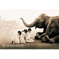 Quyền của loài vật (animal rights) được thể hiện như thế nào?
