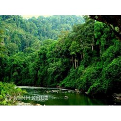 Thẩm quyền, trình tự, thủ tục, công bố quyết định đóng, mở cửa rừng tự nhiên