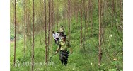 Quy định của pháp luật về dịch vụ môi trường rừng
