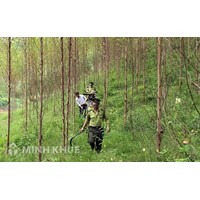 Quy định của pháp luật về dịch vụ môi trường rừng