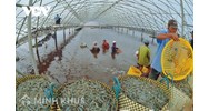 Trường hợp sử dụng khu vực biển nào phải nộp tiền sử dụng khu vực biển?