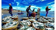Hoạt động đánh bắt IUU, nội dung hoạt động đánh bắt IUU và tình hình xuất khẩu thủy sản của Việt Nam cùng những thách thức