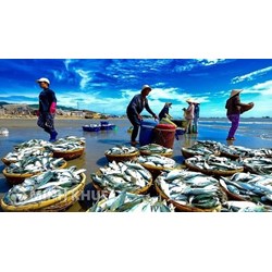 Hoạt động đánh bắt IUU, nội dung hoạt động đánh bắt IUU và tình hình xuất khẩu thủy sản của Việt Nam cùng những thách thức