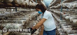 Mô hình hoạt động và cơ cấu tổ chức của quỹ hỗ trợ phát triển hợp tác xã trung ương
