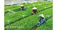 Mô hình hoạt động và cơ cấu tổ chức của quỹ hợp tác xã địa phương