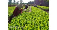Quy định của pháp luật về quản lý, bảo tồn nguồn gen giống cây trong lâm nghiệp 