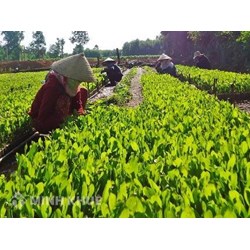 Quy định của pháp luật về quản lý, bảo tồn nguồn gen giống cây trong lâm nghiệp 