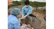 Phân tích mục tiêu, nhiệm vụ và giải pháp về Đề án tăng cường năng lực hệ thống cơ quan quản lý chuyên ngành thú y các cấp, giai đoạn 2021-2030