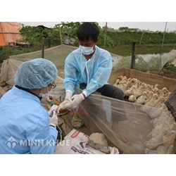 Phân tích mục tiêu, nhiệm vụ và giải pháp về Đề án tăng cường năng lực hệ thống cơ quan quản lý chuyên ngành thú y các cấp, giai đoạn 2021-2030