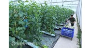 Định hướng phát triển của Chiến lược phát triển kinh tế tập thể, hợp tác xã giai đoạn 2021-2030