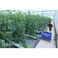 Định hướng phát triển của Chiến lược phát triển kinh tế tập thể, hợp tác xã giai đoạn 2021-2030