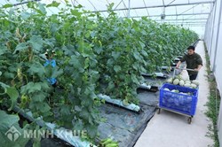 Định hướng phát triển chiến lược phát triển kinh tế tập thể, hợp tác xã giai đoạn 2021-2030