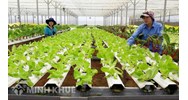 Những giải pháp về Chiến lược phát triển kinh tế tập thể, hợp tác xã giai đoạn 2021-2030