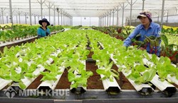 Giải pháp về chiến lược phát triển kinh tế tập thể, hợp tác xã giai đoạn 2021-2030