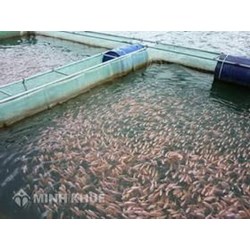 Xử phạt vi phạm hành chính khi có hành vi vi phạm quy định về giống thủy sản