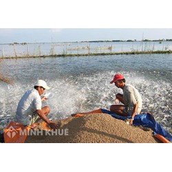 Xử phạt vi phạm hành chính khi có hành vi vi phạm quy định về thức ăn thủy sản, sản phẩm xử lý môi trường nuôi trồng thủy sản