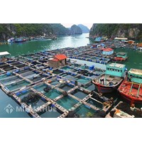 Xử phạt vi phạm hành chính khi có hành vi vi phạm quy định về nuôi trồng thủy sản