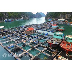 Xử phạt vi phạm hành chính khi có hành vi vi phạm quy định về nuôi trồng thủy sản